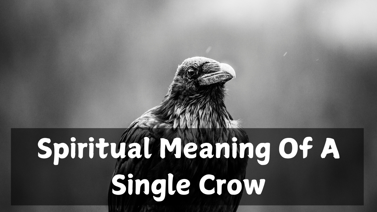 Spiritual Meaning Of A Single Crow