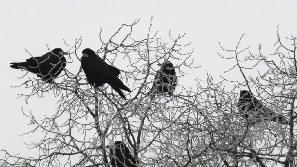 The Meaning of 2 Crows