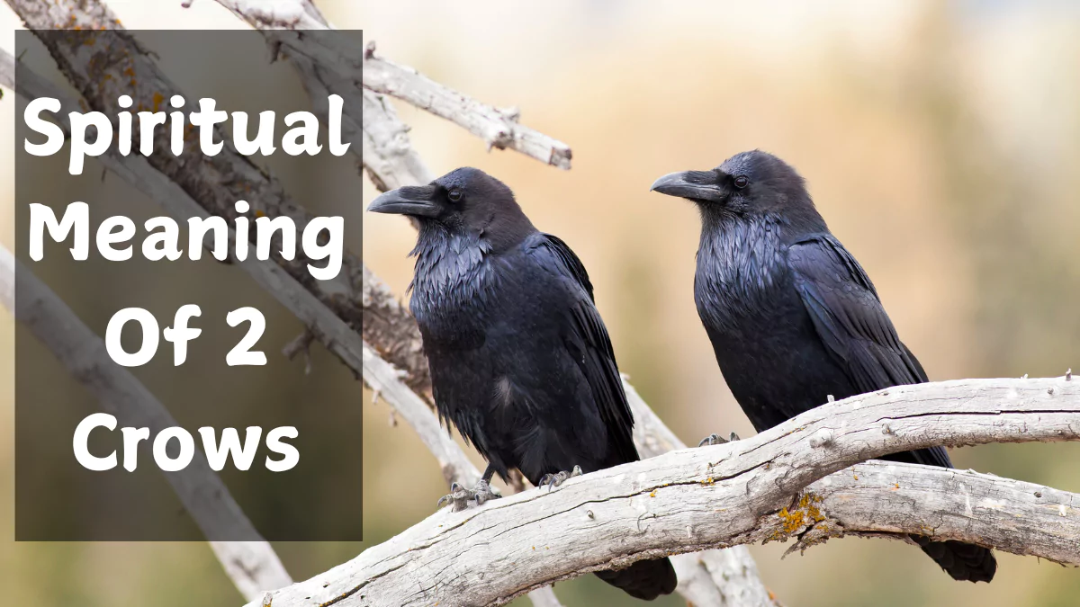 The Meaning of 2 Crows