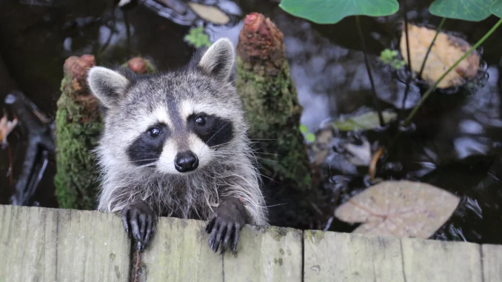 The Spiritual Meaning of Seeing a Raccoon