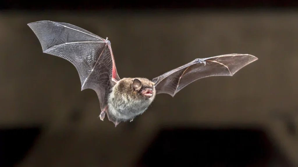 The Spiritual Meaning of Seeing a Bat During The Day