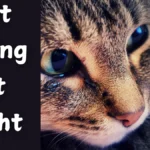 Cat Crying at Night Spiritual Meaning