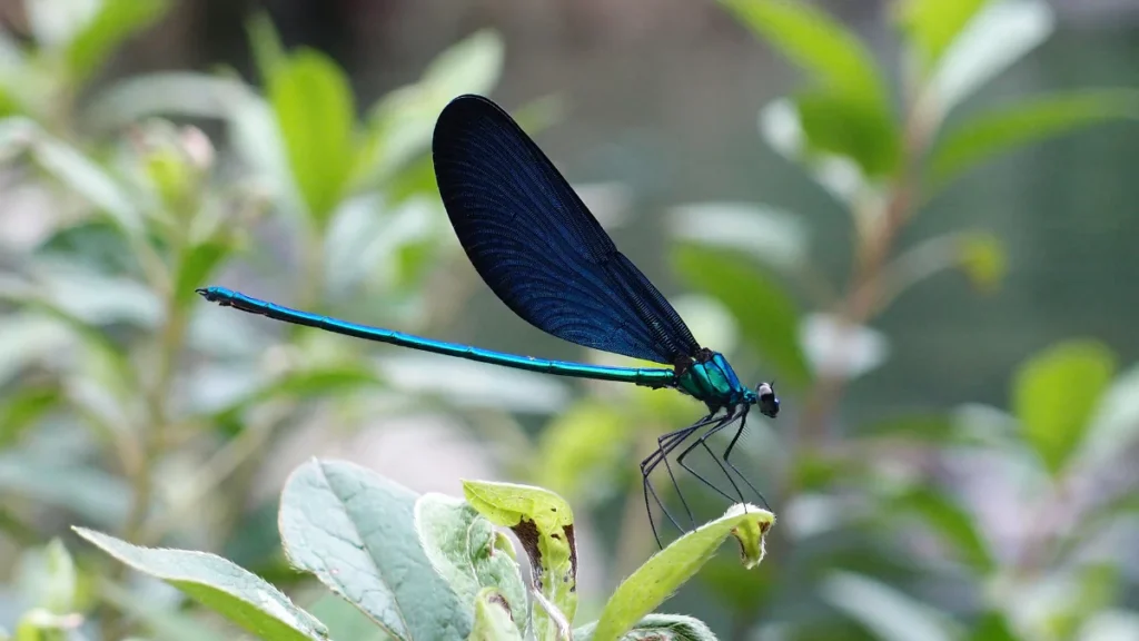 Damselfly Spiritual Meaning