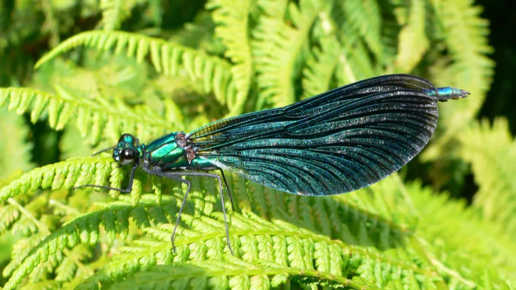 Damselfly Spiritual Meaning