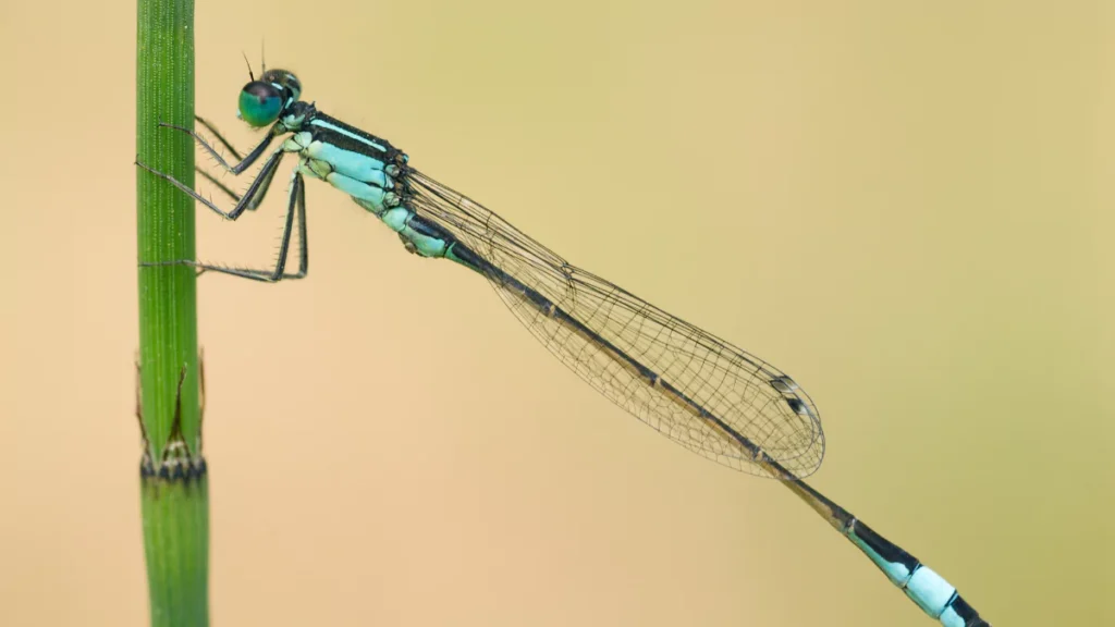 Damselfly Spiritual Meaning