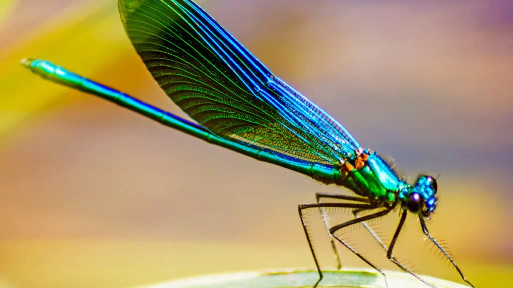 Damselfly Spiritual Meaning