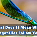 What Does It Mean When Dragonflies Follow You?