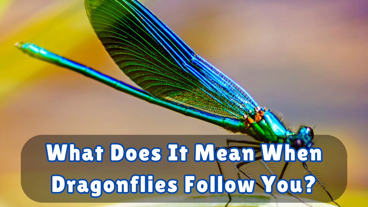 What Does It Mean When Dragonflies Follow You?