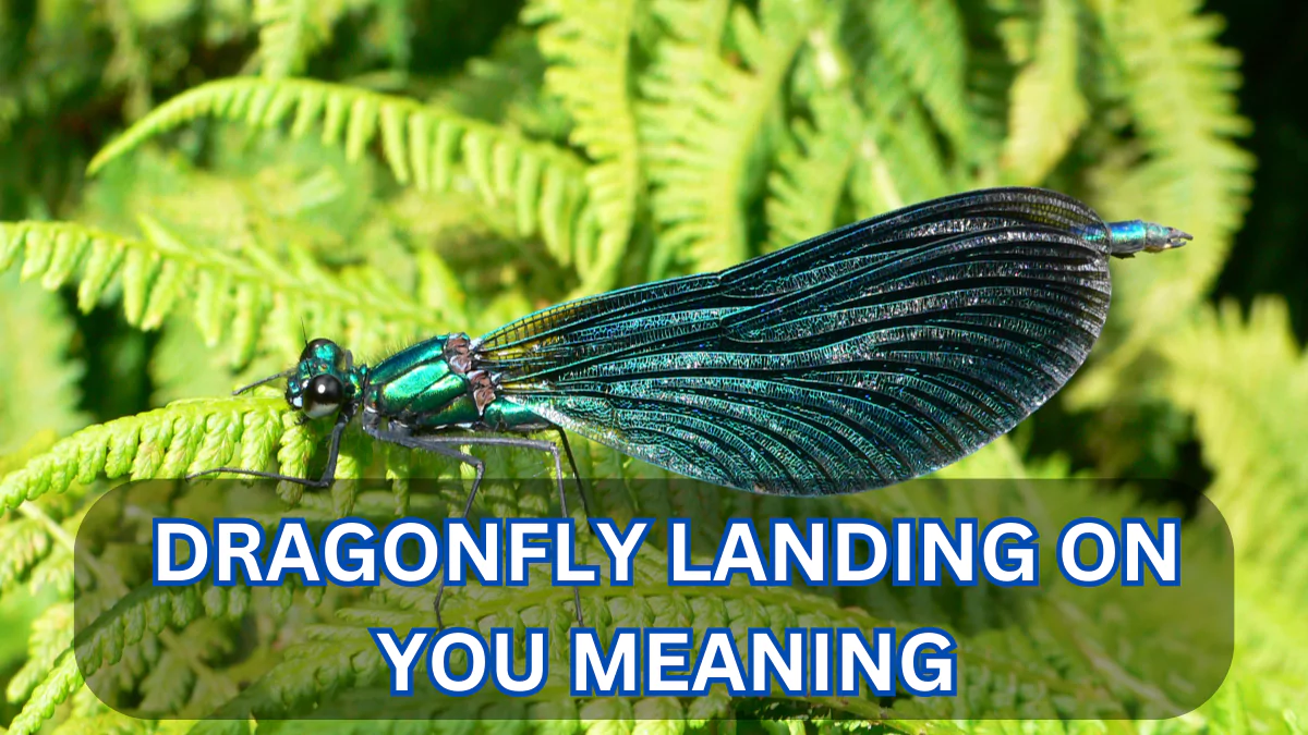 Dragonfly Landing on You Meaning