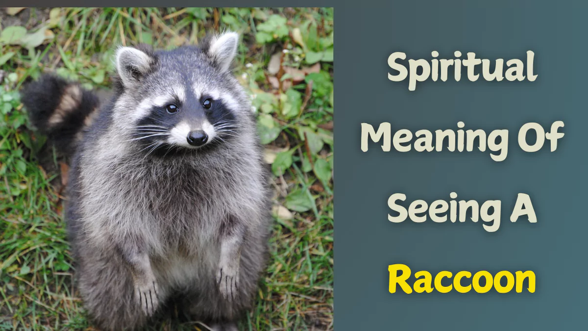 The Spiritual Meaning of Seeing a Raccoon