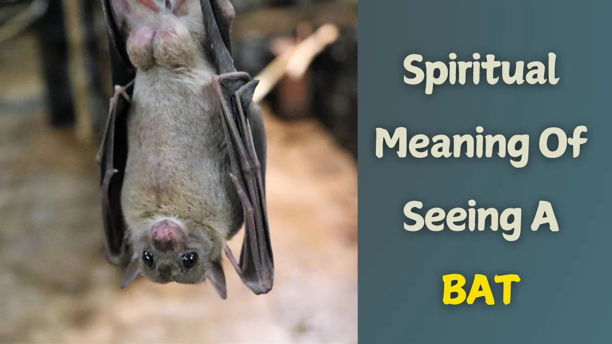 The Spiritual Meaning of Seeing a Bat During The Day